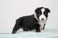 Maddox, a male Miniature Australian Shepherd for sale in Sugarcreek, OH – Photo 5 of 8