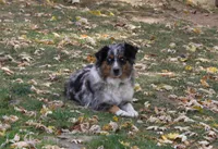 Maddox, a male Miniature Australian Shepherd for sale in Sugarcreek, OH – Photo 8 of 8