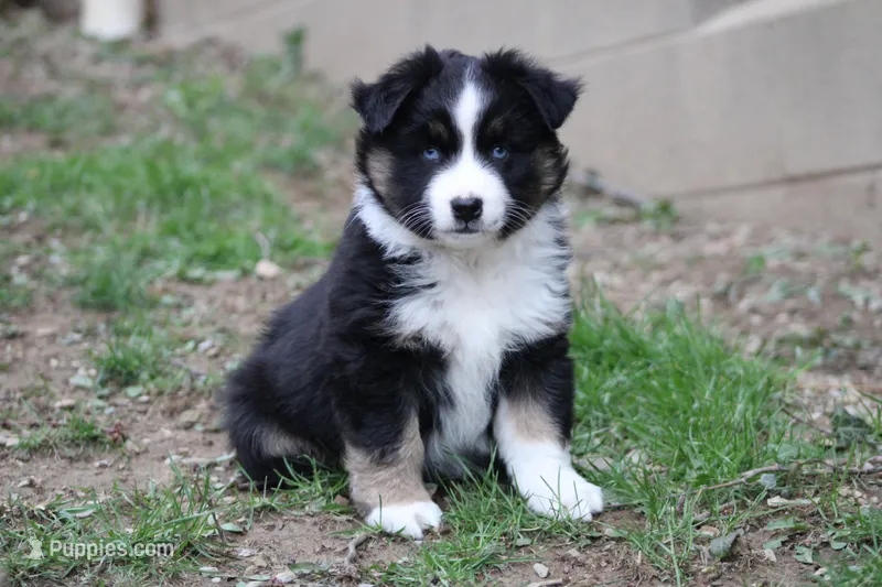 Maddox – Miniature Australian Shepherd puppy for sale in Sugarcreek, OH