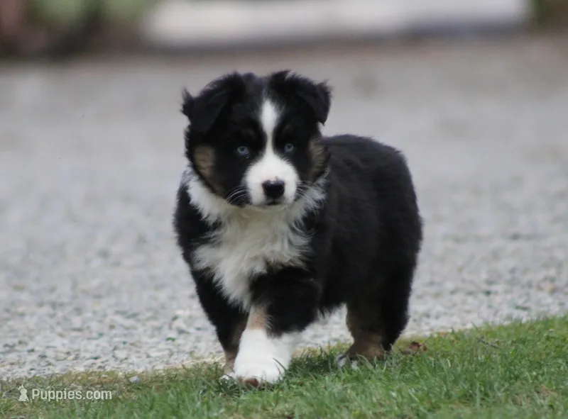 Maddox – Miniature Australian Shepherd puppy for sale in Sugarcreek, OH