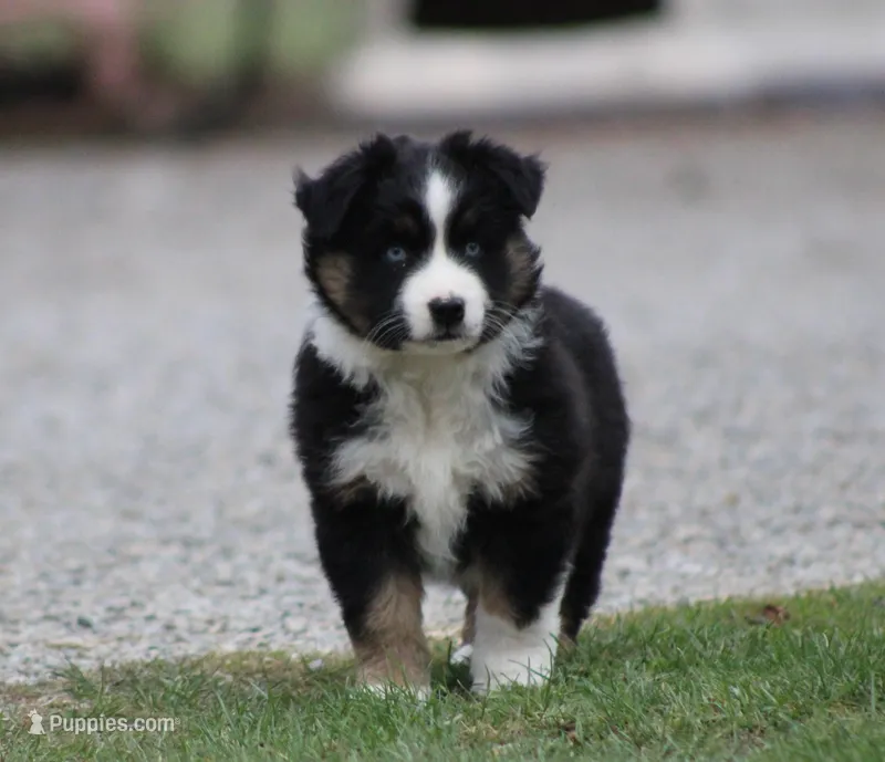 Maddox – Miniature Australian Shepherd puppy for sale in Sugarcreek, OH