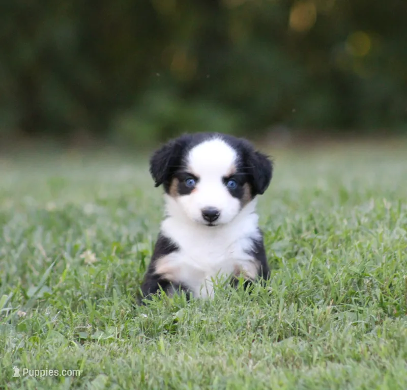Alfie – Miniature Australian Shepherd puppy for sale in Sugarcreek, OH