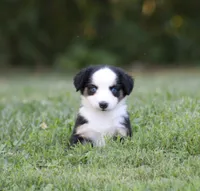 Alfie, a male Miniature Australian Shepherd for sale in Sugarcreek, OH – 1 of 9
