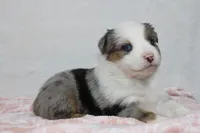 Miranda , a female Miniature Australian Shepherd for sale in Sugarcreek, OH – Photo 2 of 8
