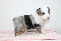 Miranda , a female Miniature Australian Shepherd for sale in Sugarcreek, OH – Photo 4 of 8