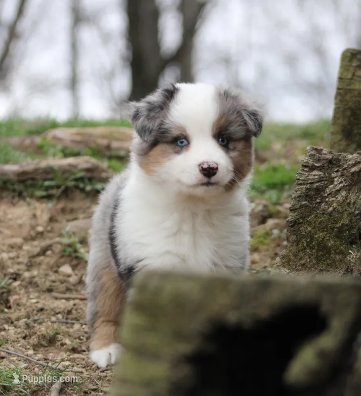 Miranda  – Miniature Australian Shepherd puppy for sale in Sugarcreek, OH