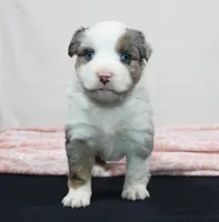 Miranda , a female Miniature Australian Shepherd for sale in Sugarcreek, OH – Photo 3 of 8