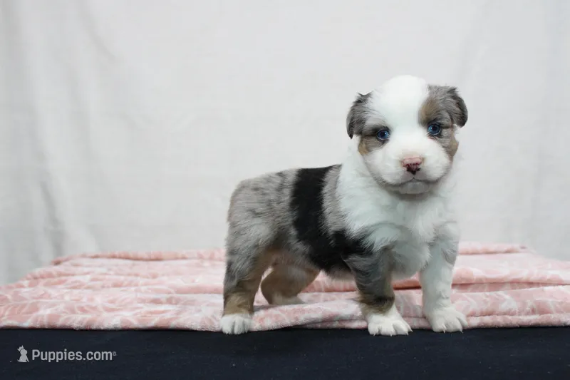 Miranda  – Miniature Australian Shepherd puppy for sale in Sugarcreek, OH