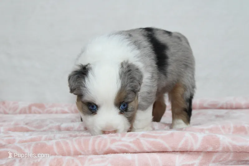 Miranda  – Miniature Australian Shepherd puppy for sale in Sugarcreek, OH