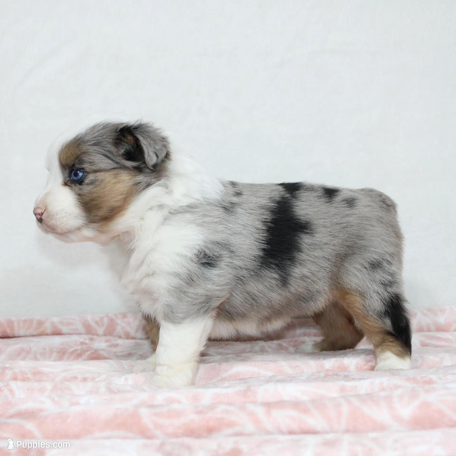 Miranda , a female Miniature Australian Shepherd for sale in Sugarcreek, OH – Photo 6 of 8