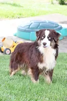 Miranda , a female Miniature Australian Shepherd for sale in Sugarcreek, OH – Photo 8 of 8