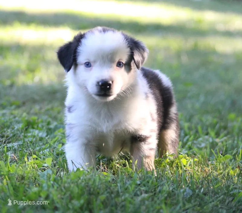 Apollo – Miniature Australian Shepherd puppy for sale in Sugarcreek, OH