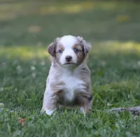 Amigo, a male Miniature Australian Shepherd for sale in Sugarcreek, OH – 7 of 8