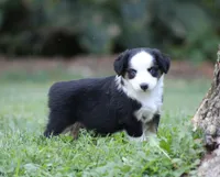 Alfie, a male Miniature Australian Shepherd for sale in Sugarcreek, OH – 2 of 9