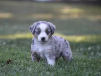 Annabelle, a female Miniature Australian Shepherd for sale in Sugarcreek, OH – 3 of 9