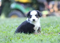 Alfie, a male Miniature Australian Shepherd for sale in Sugarcreek, OH – 6 of 9