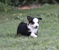 Alfie, a male Miniature Australian Shepherd for sale in Sugarcreek, OH – 7 of 9