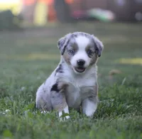 Annabelle, a female Miniature Australian Shepherd for sale in Sugarcreek, OH – 9 of 9