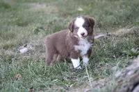 Aerial, a female Miniature Australian Shepherd for sale in Sugarcreek, OH – 4 of 6