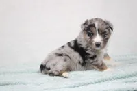 Max, a male Miniature Australian Shepherd for sale in Sugarcreek, OH – Photo 2 of 6