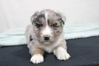 Max, a male Miniature Australian Shepherd for sale in Sugarcreek, OH – Photo 3 of 6