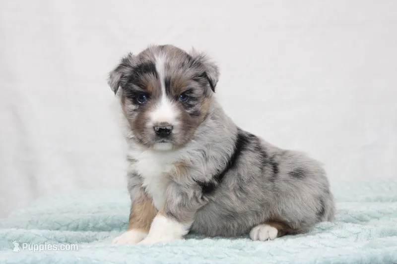 Max – Miniature Australian Shepherd puppy for sale in Sugarcreek, OH