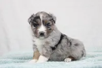 Max, a male Miniature Australian Shepherd for sale in Sugarcreek, OH – Photo 5 of 6