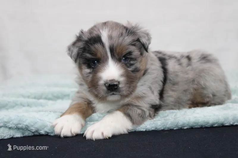 Max – Miniature Australian Shepherd puppy for sale in Sugarcreek, OH