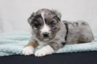 Max, a male Miniature Australian Shepherd for sale in Sugarcreek, OH – Photo 1 of 6