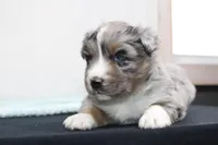 Max, a male Miniature Australian Shepherd for sale in Sugarcreek, OH – Photo 4 of 6