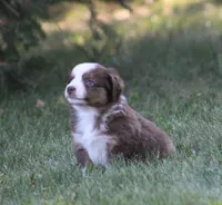 Aerial, a female Miniature Australian Shepherd for sale in Sugarcreek, OH – 6 of 6