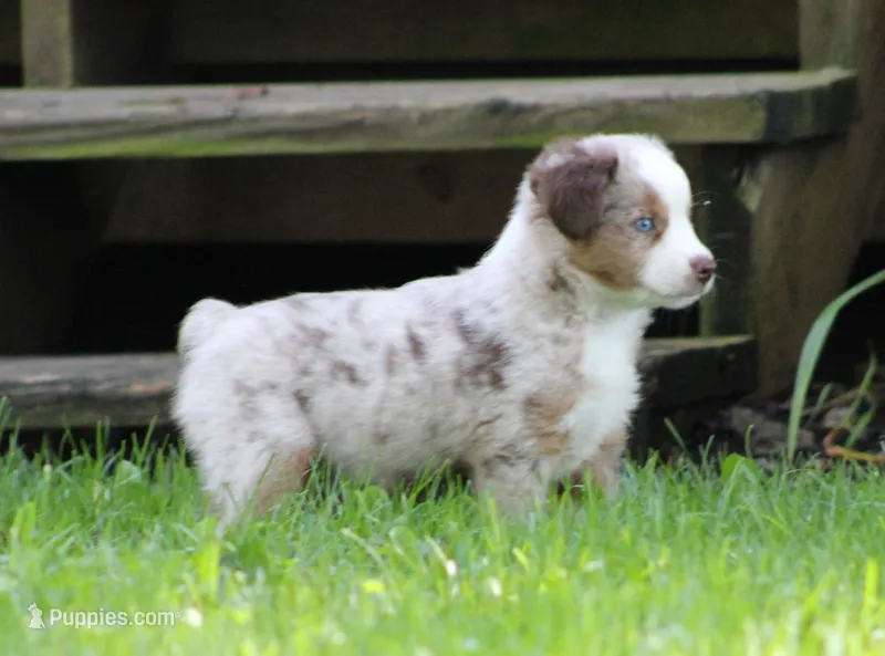 Amigo – Miniature Australian Shepherd puppy for sale in Sugarcreek, OH