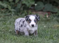 Allie , a female Miniature Australian Shepherd for sale in Sugarcreek, OH – 4 of 6
