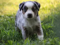 Allie , a female Miniature Australian Shepherd for sale in Sugarcreek, OH – 6 of 6