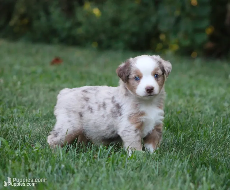 Amigo – Miniature Australian Shepherd puppy for sale in Sugarcreek, OH