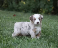 Amigo, a male Miniature Australian Shepherd for sale in Sugarcreek, OH – 2 of 8