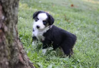Alfie, a male Miniature Australian Shepherd for sale in Sugarcreek, OH – 8 of 9