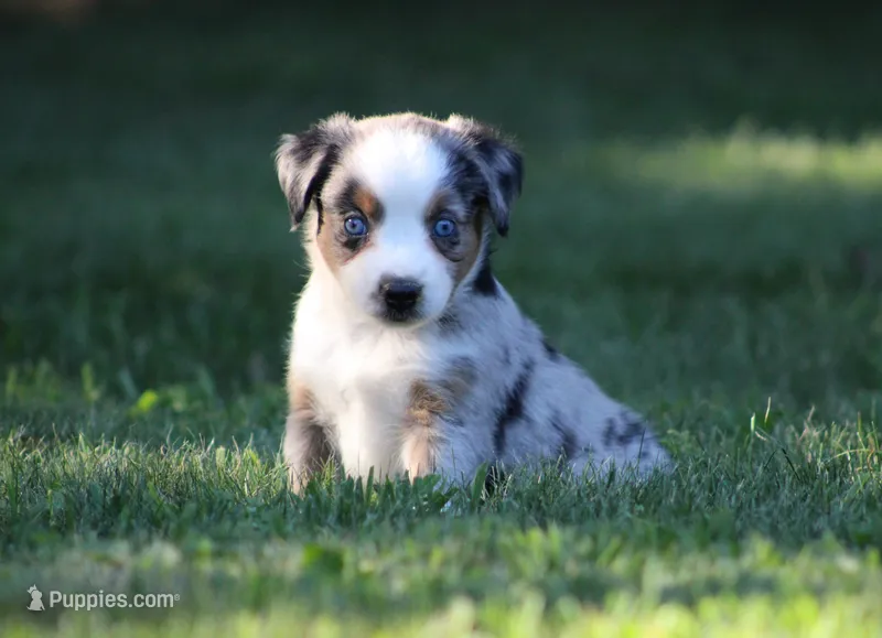 Allie  – Miniature Australian Shepherd puppy for sale in Sugarcreek, OH
