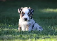 Allie , a female Miniature Australian Shepherd for sale in Sugarcreek, OH – 1 of 6