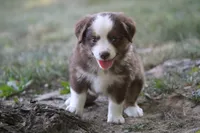 Aerial, a female Miniature Australian Shepherd for sale in Sugarcreek, OH – 3 of 6