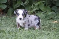 Allie , a female Miniature Australian Shepherd for sale in Sugarcreek, OH – 3 of 6