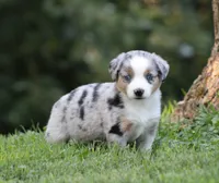 Annabelle, a female Miniature Australian Shepherd for sale in Sugarcreek, OH – 2 of 9