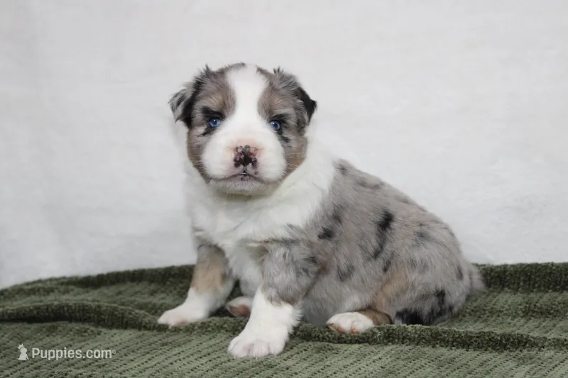 Morgan  – Miniature Australian Shepherd puppy for sale in Sugarcreek, OH