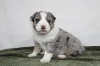 Morgan , a male Miniature Australian Shepherd for sale in Sugarcreek, OH – Photo 7 of 10
