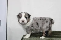 Morgan , a male Miniature Australian Shepherd for sale in Sugarcreek, OH – Photo 6 of 10
