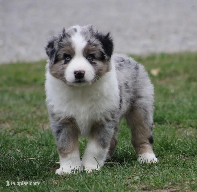 Morgan  – Miniature Australian Shepherd puppy for sale in Sugarcreek, OH