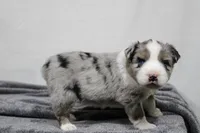 Morgan , a male Miniature Australian Shepherd for sale in Sugarcreek, OH – Photo 8 of 10