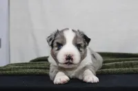 Morgan , a male Miniature Australian Shepherd for sale in Sugarcreek, OH – Photo 5 of 10