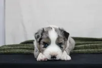 Morgan , a male Miniature Australian Shepherd for sale in Sugarcreek, OH – Photo 4 of 10