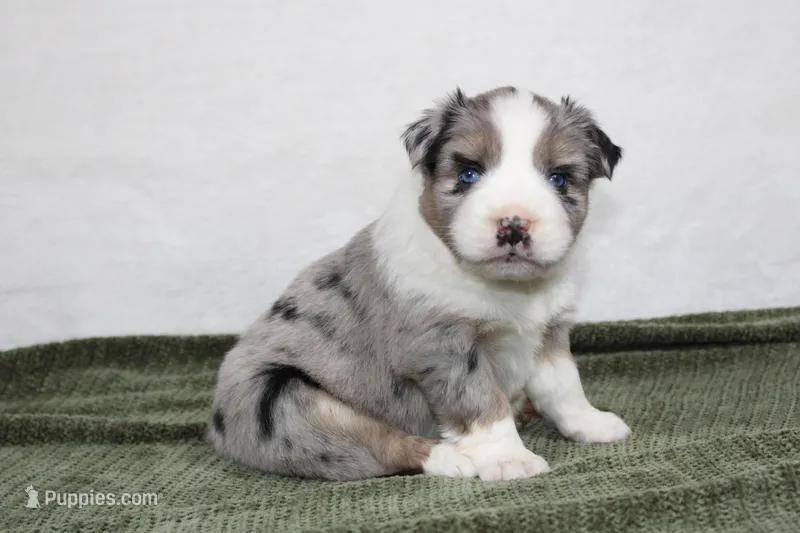 Morgan  – Miniature Australian Shepherd puppy for sale in Sugarcreek, OH